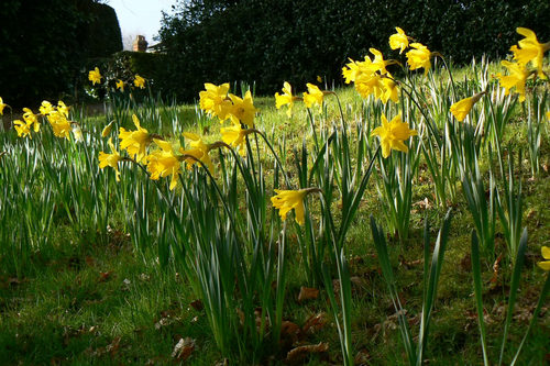 Daffodils